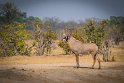 081 Zimbabwe, Hwange NP, roanantilope